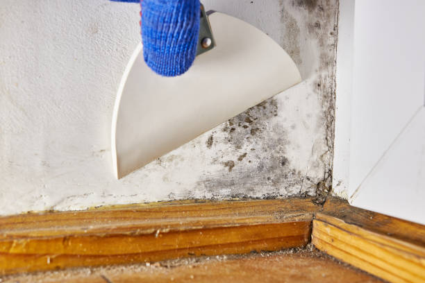 Best Biohazard Mold Removal  in Soperton, GA